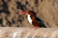 Smyrnaijsvogel 1